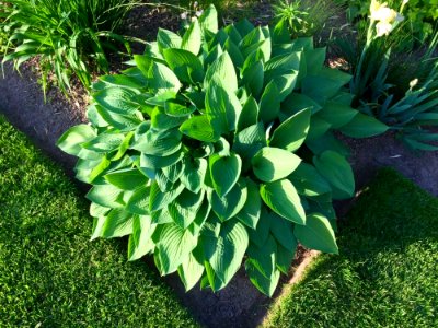 Plant Leaf Grass Herb