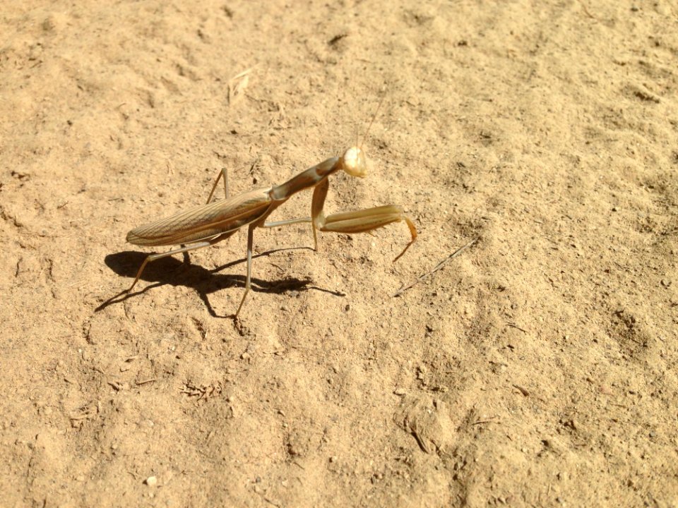 Insect Fauna Invertebrate Mantis
