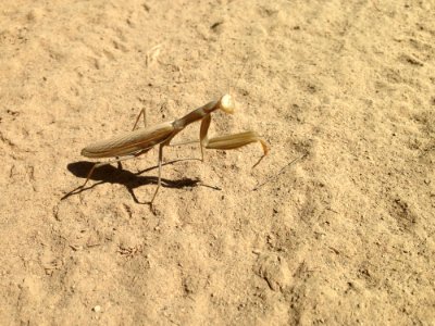 Insect Fauna Invertebrate Mantis