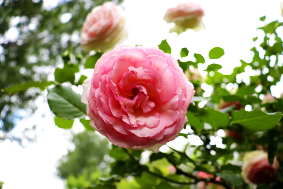 Flower Pink Rose Rose Family