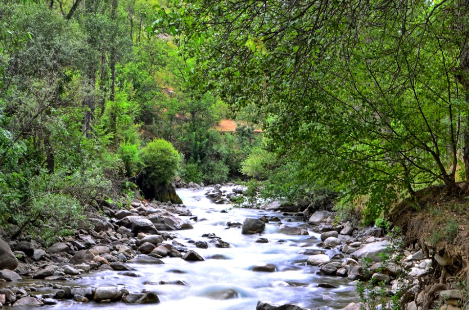 Stream Water Nature Riparian Zone