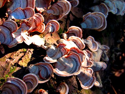 Fungus Medicinal Mushroom Auriculariaceae Agaricomycetes