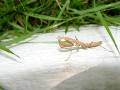 Insect Fauna Invertebrate Mantis