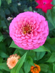 Flower Pink Plant Petal