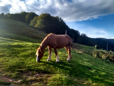 Grassland Pasture Grazing Horse photo