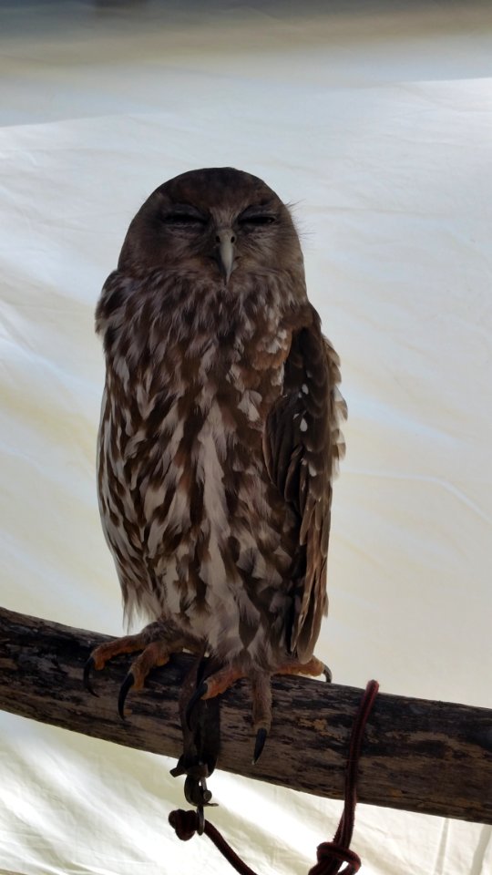 Owl Bird Of Prey Fauna Great Grey Owl