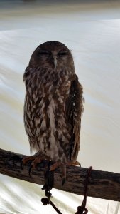 Owl Bird Of Prey Fauna Great Grey Owl photo