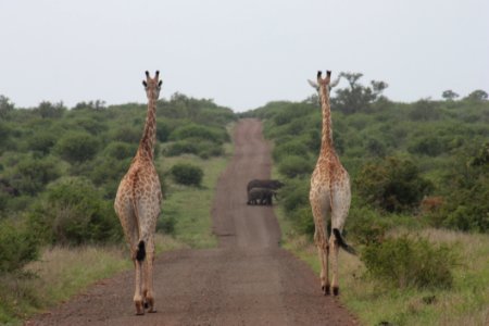 Giraffe Wildlife Terrestrial Animal Grassland