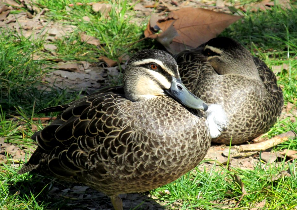 Duck Bird Fauna Mallard