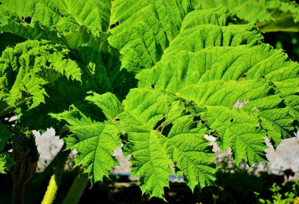 Vegetation Leaf Plant Ferns And Horsetails