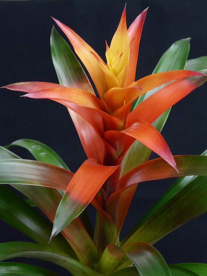 Bloom bromeliaceae ornamental plant
