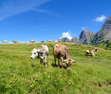 Grassland Pasture Grazing Highland photo