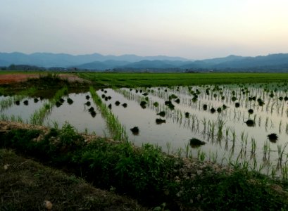 Wetland Nature Reserve Water Resources Pasture photo