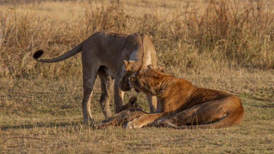 Wildlife Terrestrial Animal Lion Fauna photo