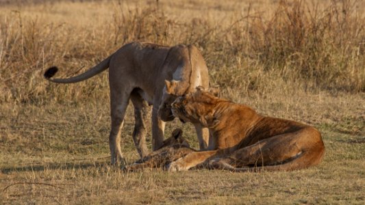 Wildlife Terrestrial Animal Lion Fauna