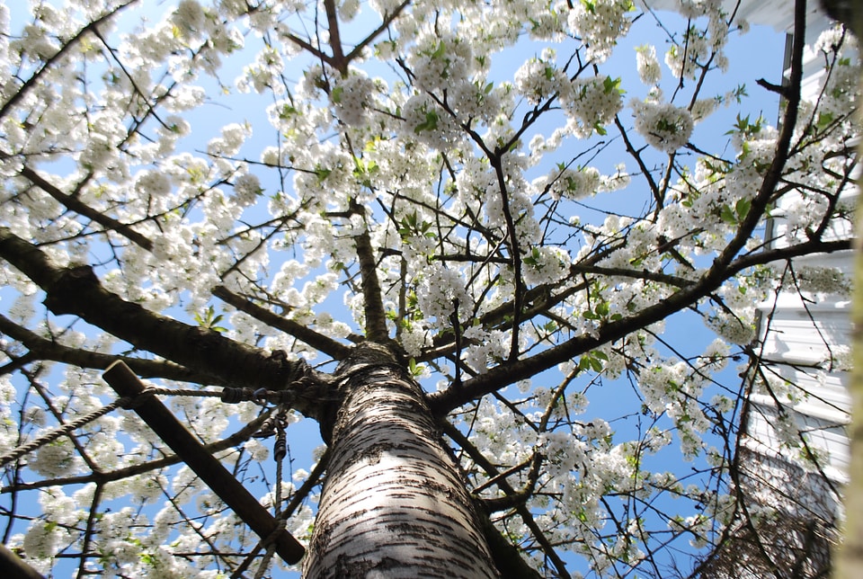 Flower cherry fruit tree