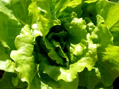 Leaf Vegetable Vegetable Lettuce Leaf
