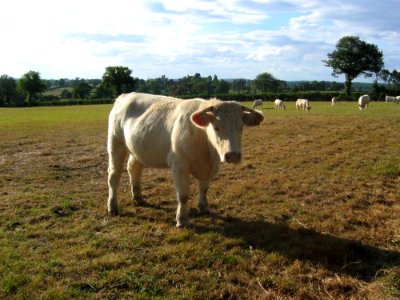 Cattle Like Mammal Pasture Grassland Grazing