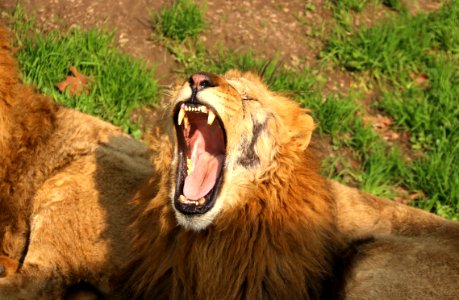 Wildlife Lion Facial Expression Fauna photo