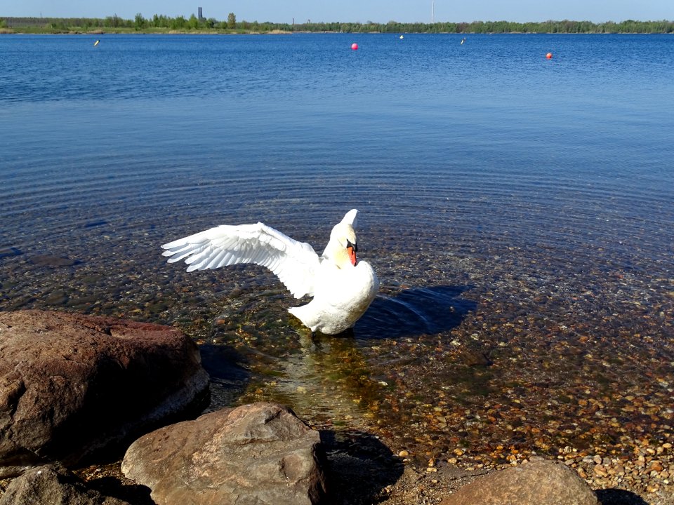Bird Water Bird Water Fauna