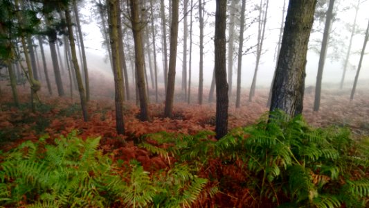 Ecosystem Vegetation Forest Spruce Fir Forest photo