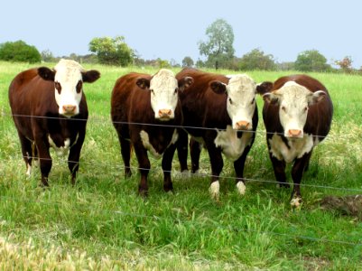 Cattle Like Mammal Pasture Grazing Grassland photo