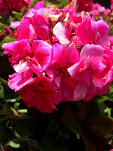 Flower Plant Flowering Plant Shrub photo