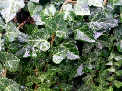Plant Leaf Ivy Ivy Family