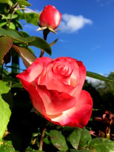Rose Flower Rose Family Plant photo