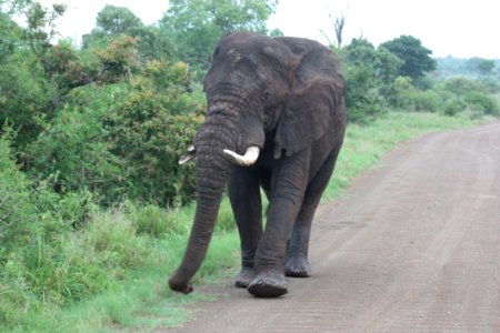Elephant Elephants And Mammoths Terrestrial Animal Indian Elephant