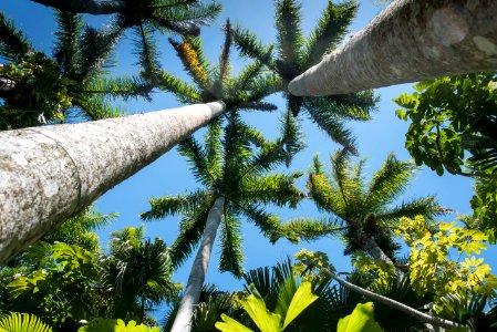 Tree Vegetation Arecales Sky photo