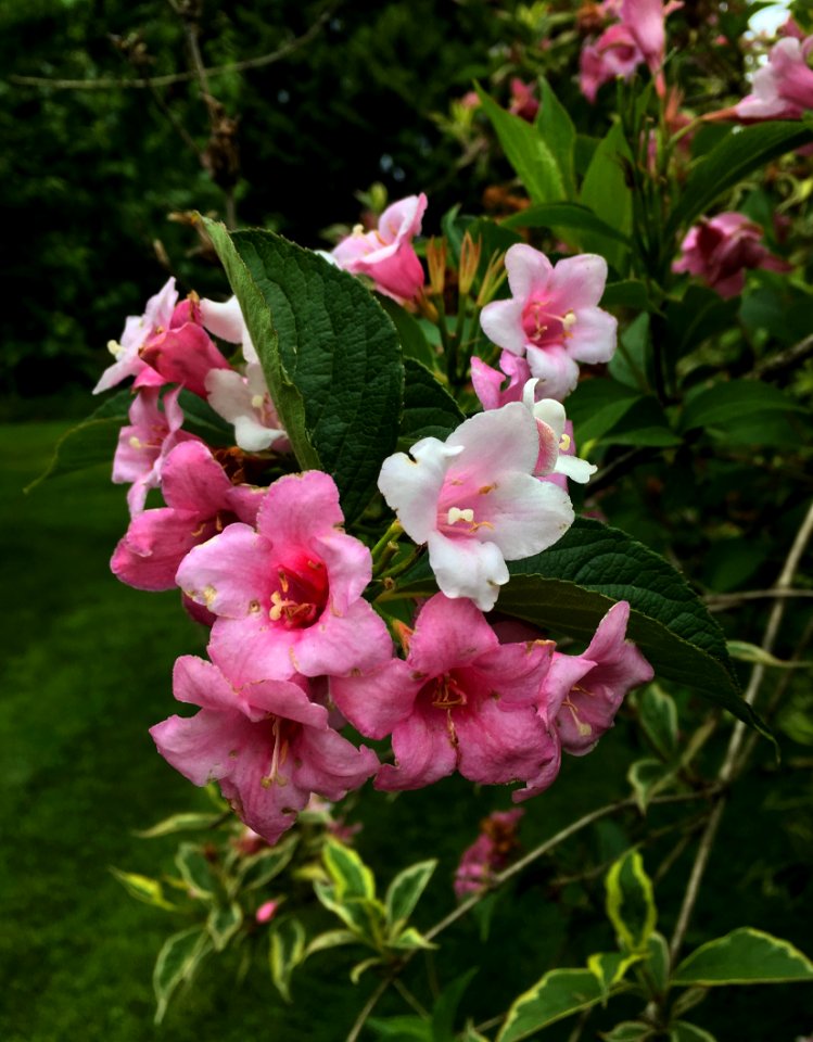 Plant Flower Flora Flowering Plant