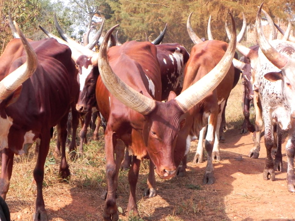 Horn Cattle Like Mammal Herd Fauna