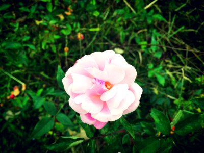 Flower Rose Family Pink Rose