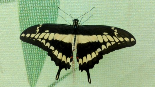 Butterfly Moths And Butterflies Insect Invertebrate