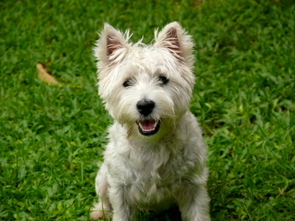 Dog Dog Like Mammal Dog Breed Terrier photo