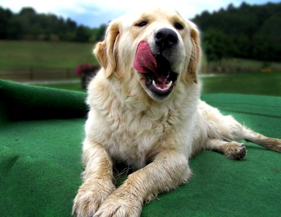 Dog Dog Breed Dog Like Mammal Dog Breed Group
