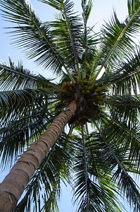 Palm palm tree palm trees photo