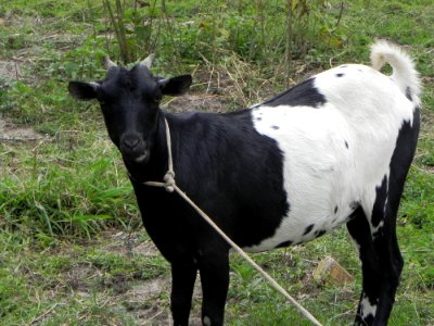 Goats Goat Cattle Like Mammal Pasture