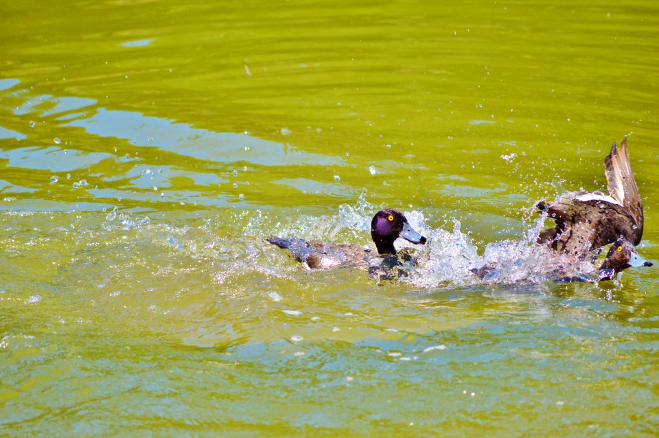 Water Vertebrate Fauna Bird