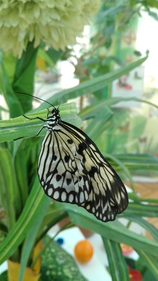Butterfly Moths And Butterflies Insect Invertebrate