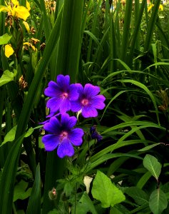 Flower Plant Flora Flowering Plant