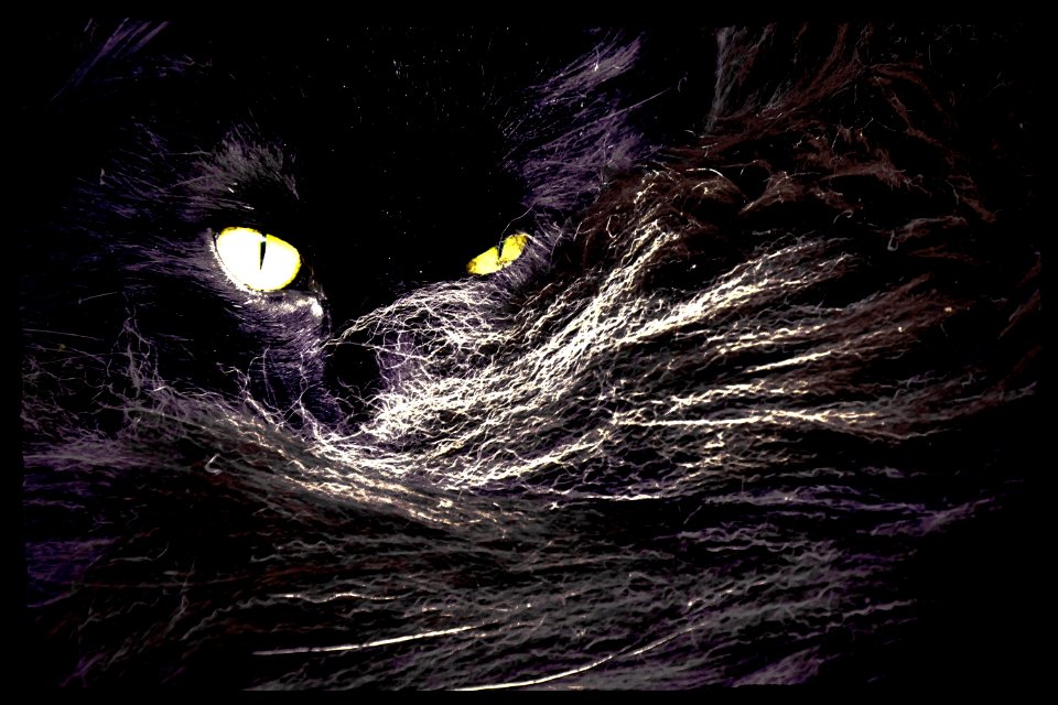 Black Mammal Vertebrate Darkness