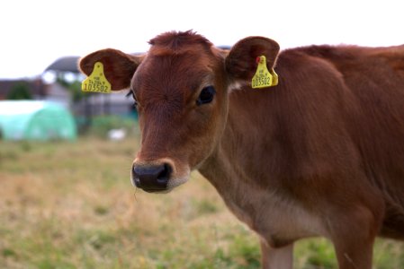 Cattle Like Mammal Horn Pasture Grazing photo