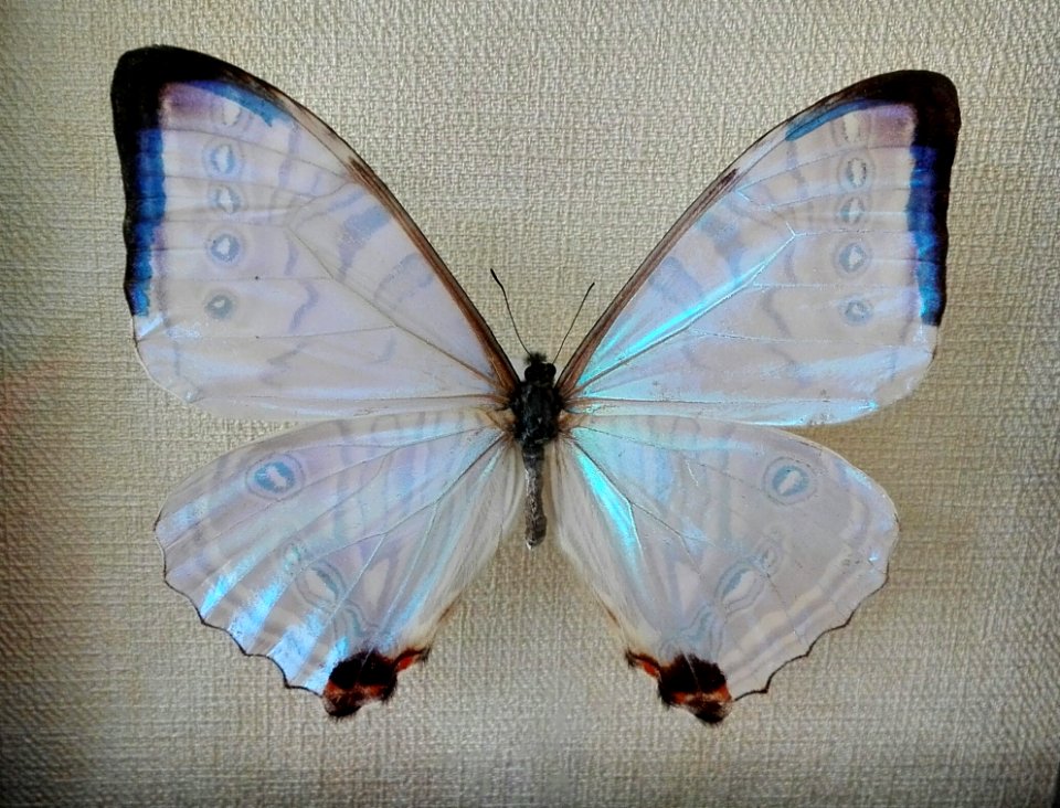 Moths And Butterflies Butterfly Insect Invertebrate