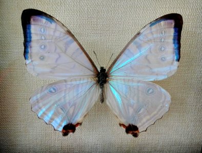 Moths And Butterflies Butterfly Insect Invertebrate