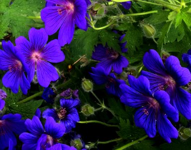 Flower Blue Plant Purple