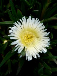 Flower Plant Pigface Ice Plant