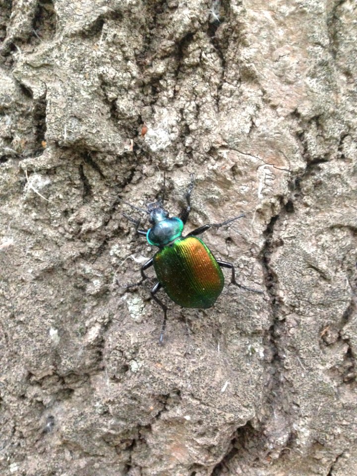 Insect Invertebrate Fauna Beetle