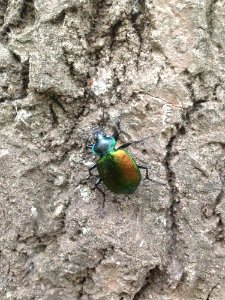 Insect Invertebrate Fauna Beetle